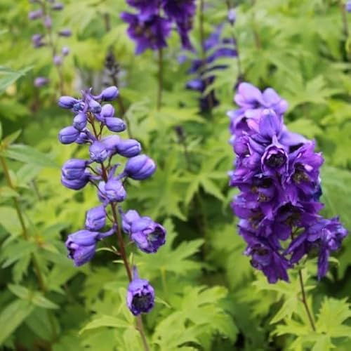 6x Speronella – Delphinium 'Black Knight' – Vaso 9x9 cm – fioritura viola scuro giardino