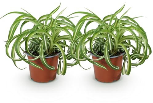Green boutiQ - Plante d'intérieur - Chlorophytum comosum Bonnie - Lys de la paix ondulé - Amical pour les animaux - Panaché - 2 Plantes - Pot 12cm - Hauteur 20-25cm
