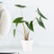 Alocasia Zebrina, Elefantenohr, echte Zimmerpflanze im 14 cm Topf, Höhe circa 50 cm, Zimmerpflanzen für die Wohnung oder das Büro, Pflanzenversand