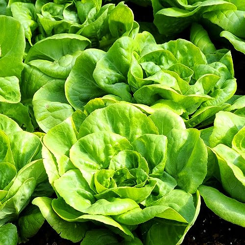 Lettuce - 1000 Seeds + Plant tag + Freebie - May Queen - Butterhead lettuce