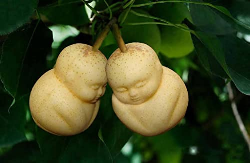 Graines de mini poire rares, fruits de ginseng, délicieuses graines de poire asiatiques, faciles à cultiver pour le jardin à la maison, bonsaï, plante semblable Paquet de 100 graines
