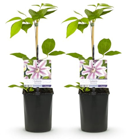 GreenboutiQ - Plante grimpante - Clematis Nelly Moser - Fleur Rose - Peu d'entretien - 2 plantes - Pot 11cm Hauteur 40cm