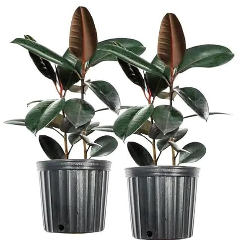 Ficus Abidjan | Pack 2 Árboles | DECOALIVE | Plantas Naturales de Interior | Ficus Robusta | Ficus Elastica