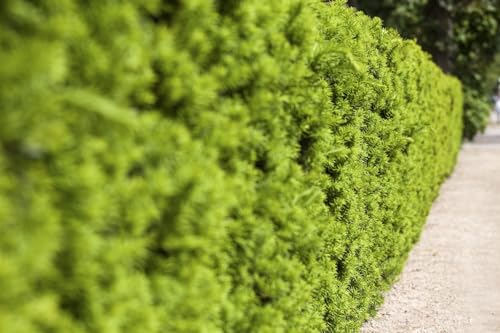 Taxus media 'Hicksii' 125-150 cm - Bechereibe, immergrün, ideal als Heckenpflanze, pflegeleicht, winterhart, schnittverträglich