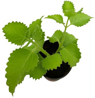 Planta De Orégano Orejón En Maceta – También Conocido Como Orégano Cubano, Francés, Brujo O Poleo – Fácil De Cultivar En Huerto O Macetero – Potencia Tus Comidas Y De Múltiples Propiedades Medicinales