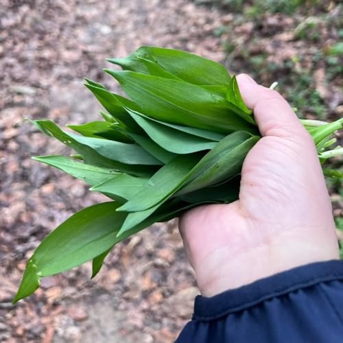 aglio selvatico - semi di aglio selvatico Coltivare invernali sostenibili varietà di tradizionali selvatiche semi biologici, 500semi