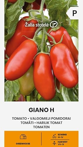Zalia Stotele | Tomates - Semillas de Giano H | Semillas de hortalizas | Semillas de plantas | Semillas de tomate | Tomate palo medio precoz, productivo y de crecimiento alto | 1 paquete