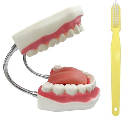 YOUYA DENTAL Stor anatomiska tänder modell tandläkare undervisning munhygien vård modell med tandborste 22 x 15 x 14 cm tandmodell evolution visningsverktyg för undervisning och studier
