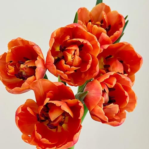tulpenzwiebeln kaufen, blumenzwiebeln tulpen - blumenzwiebel pflanzer, frühlingsblumen tulpenzwiebel wildtulpen zwiebeln, blumen geschenk, blumenstrauß topfpflanzen draußen winterhart 5pcs