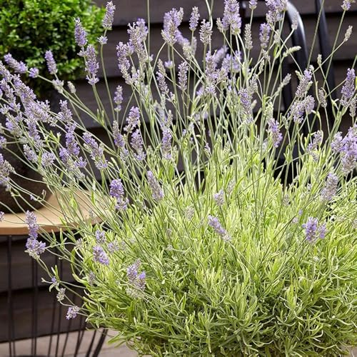 semi resistenti di lavanda rare, decorazione soggiorno lavanda per il giardino perenne resistente tappezzante, 450pcs