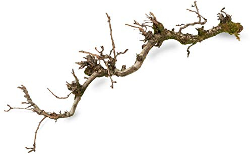 NaDeco Dekozweig Birne mit Moos ca. 100cm Deko Zweig Natur Zweig Dekobaum Dekobaum Dekozweige Dekoholz Deko Baum Spalier Zweig