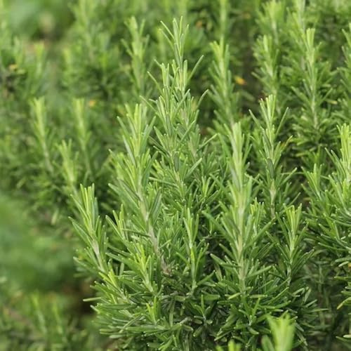 Semi di rosmarino, da balcone semi di verdi da giardino resistenti per il giardino cucina vecchie varietà rare per aiuole 150pcs