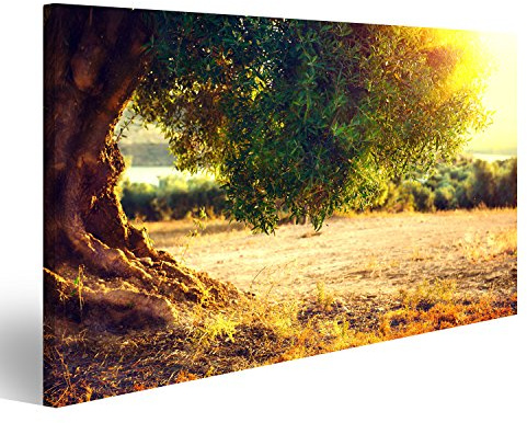islandburner Cuadro Cuadros Olivos. Plantación de olivos al Atardecer. Campo Oliva mediterráneo con Viejo Olivo. Industria de Productos Vegetales Naturaleza estacional Impresión sobre Lienzo -