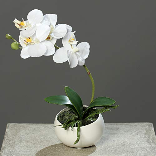 mucplants Kunstblume Orchidee Phalaenopsis in Keramikschale, Creme, ca. 25cm künstliche Orchidee mit Natural-Touch Blüten, Zimmer-, Tischdekoration