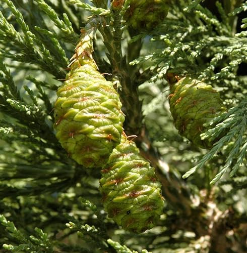 Kalifornischer Mammutbaum 60-80cm - Sequoiadendron giganteum - lebende Gartenpflanze aus den Baumschulen