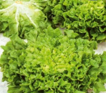 Pcs - 750x Endive Wide Leaf Vollherz Winter Vegetables Plants - Seeds K525 & Plants Shop by Ipsa