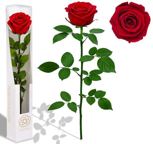 Gdecora Rosa Preservada Roja Royal Red 35 cm – Rosa Eterna Real, Regalo Mujer, Novia, Madre – San Valentín, Aniversario, Cumpleaños, Día de la Madre, Sant Jordi – Flor Decorativa con Caja