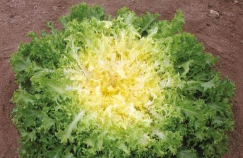 Pcs - 250x Endive Krausblättrig Tres Fin Maraichere Myrna EKO Plants Seeds K77 - Seeds & Plants Shop by Ipsa