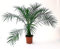 POWERS TO FLOWERS - PHOENIX ROEBELENII, DATTERO NANO, altezza 80CM, piante vere