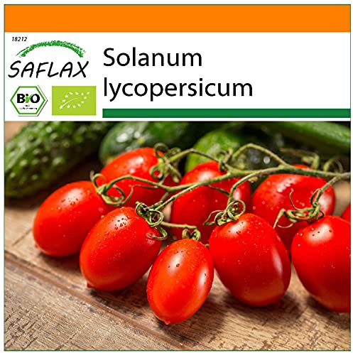 SAFLAX - Garden in the Bag - Ekologiskt - Tomat - Roma - 15 Frön - Med underlag i en passande resväska - Solanum lycopersicum