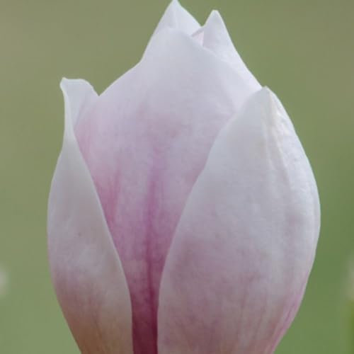 Unforgettable Spring Blooms: Magnolia x soulangeana - Hardy Shrub for Small Gardens – 1x 9cm Potted Plant by Thompson & Morgan