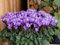 100 semi di ciclamino, viola