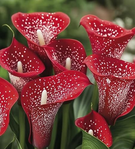 Calla robusti, perenni resistenti, bulbi magici e misteriosi, ideali per giardini soleggiati e laghetti-2 Bulbi-A