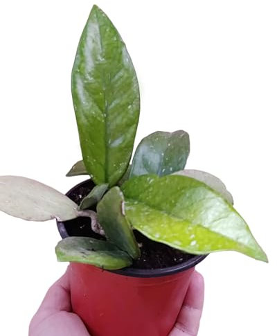 pianta vera di Hoya carnosa fiori di cera succulenta pendente fiori rosa di velluto