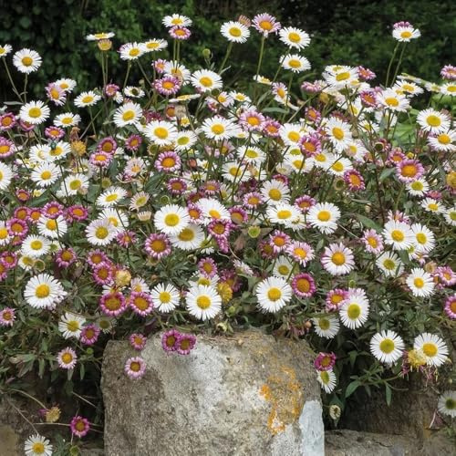Semi di margherita spagnola, resistenti per il giardino Erigeron karvinskiano, 600pcs