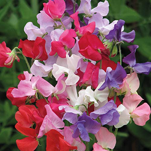 Sweet Pea Early Mammoth Mixed 1x Seed Packet 25 Seeds by Thompson and Morgan