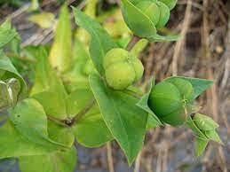 100 pezzi di semi-prezzemolo con radicaux d'Amburgo