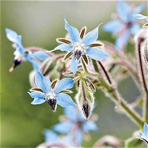 100 Count Borage Herb Seed Pack - an Annual Flowering Plant Also Known as starflower. - Country Creek LLC