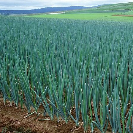 100pcs Graines de ciboulette chinoise, quatre saisons petites ciboulette graines de légumes