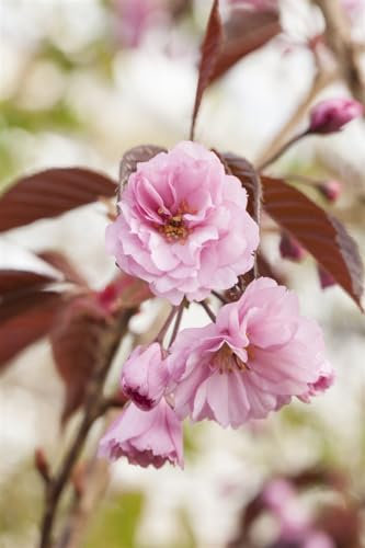 Prunus serrulata 'Royal Burgundy' 80 cm Stammhöhe – Winterhart & Mehrjährig & Pflegeleicht – Japanische Zierkirsche – Zierbaum für Garten & Vorgarten