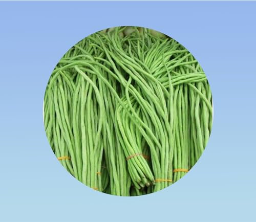 12 graines haricot long yard -metro - Yardlong beans - Haricots kilomètre ou haricots mètres