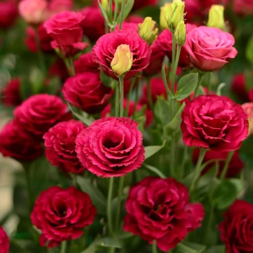 lisianthus Reverdecimiento de tejados, de jardín semillas orgánicas semillas silvestres silvestres jardín del Cobertura perenne resistente 1050pcs