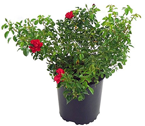 Live Plant from Green Promise Farms Flower Carpet Roses ROSA `FLOWER CARPET SCARLET` Red Flower Shrub #2 Size Container Scarlet Red