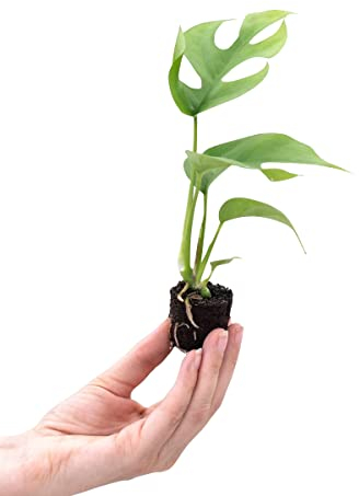 PLNTS - Baby Rhaphidophora Tetrasperma - Zimmerpflanze - Echte Pflanzen für Drinnen - 4cm Stecklinge - Höhe 15cm