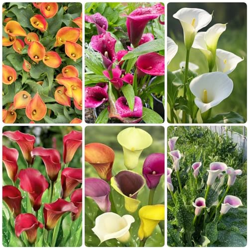 12 pcs calla blumenzwiebeln zwiebeln - bienenfreund seltene pflanzen Calla Lilien,Zantedeschia aethiopica, garten pflanzen winterharte frühblüher zwiebeln balkon pflanze wildblumen