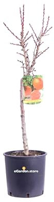 Pianta da Frutto Nana Albero Nano da frutto pianta nana da coltivare in vaso su terrazzo o balcone età 3 anni ottima fruttificazione pianta vera venduta da eGarden.store (Pesco Noce)