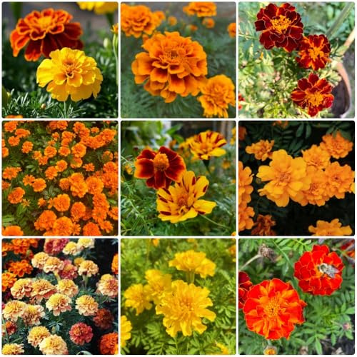 Semi di tagete biologici, rari Tagete patula, tappezzante resistenti da giardino di selvatici resistenti di decorazione 600pcs