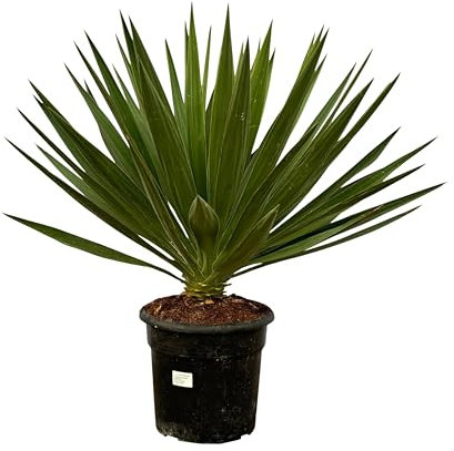 Trendyplants - Yucca Gloriosa - Plante de jardin - Hauteur 70-90 cm - Taille du pot Ø24cm