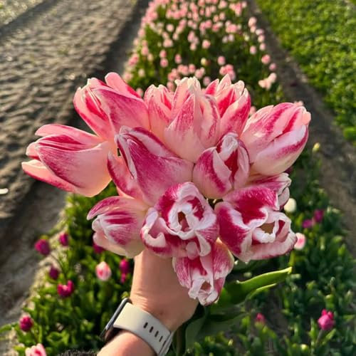 Tulpanlökar Inez - 30 blomlökar - lökstorlek 12+ - rosa/vit, vårblommande, vinterhärdig - direkt från odlaren - Blomlökar Amsterdam