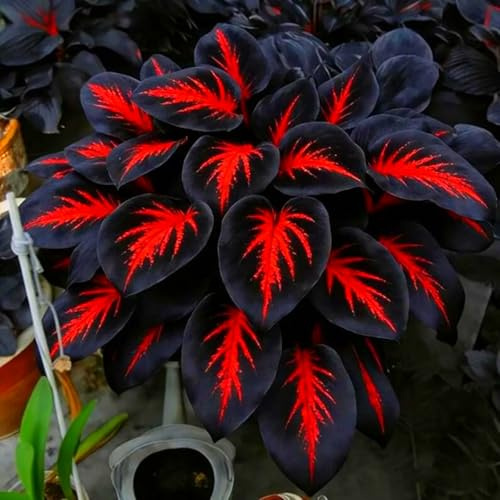 Hosta perenne resistente con tonos azul oscuro, tolerante a la sombra perfecta para rellenar rincones sombreados del jardín fácil de cuidar-4piece-a