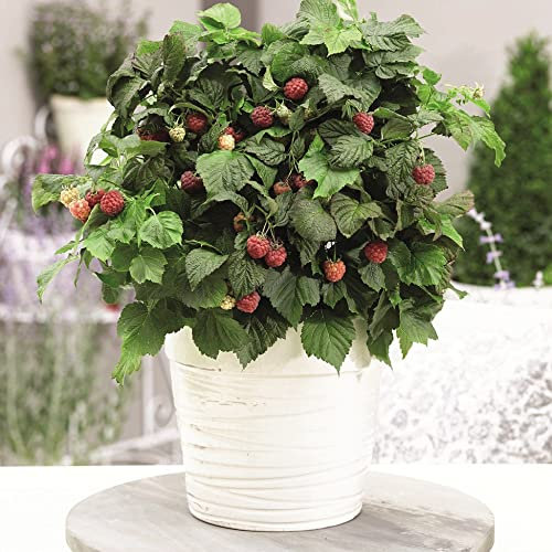 Raspberry Plants Ready to Plant UK 'Yummy' Dwarf Variety Rubus idaeus Hardy Shrub Easy to Grow Your Own Garden Raspberries Ideal for Container Growing 1x 12cm Potted Plants by Thompson and Morgan