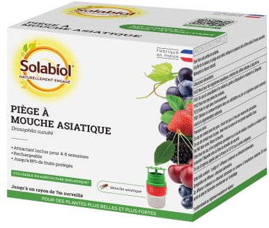 SOLABIOL Piège à Mouches Asiatiques | Prêt à l'emploi | Lutte Responsable | 100% d'origine naturelle | Anti Mouches Asiatiques | Utilisable en Agriculture Biologique | Fabriqué en France