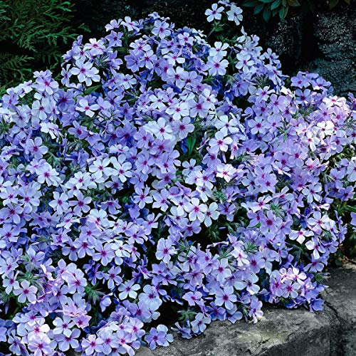 Ultrey Seed House - Scented Carpet Phlox Seeds Ground Cover Creeping Thyme Perennial Flowers Perennial Border Stone herb Flower Seeds Hardy Perennial