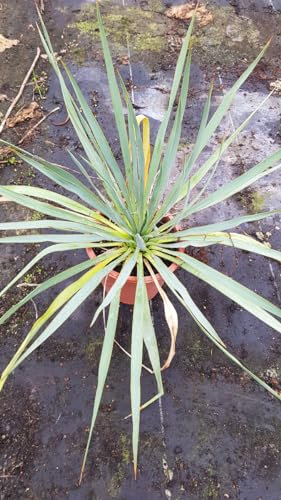 Yucca rostrata x filamentosa/Conteneur de 2 à 2.9 litres
