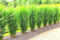 1 x Panicum virgatum 'Northwind' im Topf (Ziergras Gräser Winterhart Mehrjährig Staude) Echte Rutenhirse - EXTREM aufrecht stehend als perfekter Sichtschutz (2)