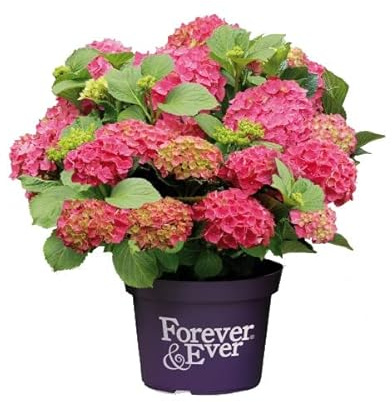 Hortensia Rosa - Pink Hydrangea - Natural Planta con Bonitas Flores de Color